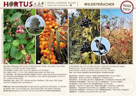Wildstraucher Hortus Netzwerk Naturgarten Salweide Pflanzen