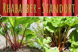 Es wird mit einer im herbst umgesetzte oder geteilte rhabarberpflanzen tragen erst im folgejahr. Rhabarber Pflanzen Der Ideale Standort