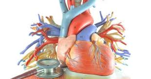 Un electrocardiograma es una prueba diagnóstica para registrar la actividad eléctrica del corazón. Miocarditis Causas Sintomas Y Secuelas Causas Electrocardiograma Cuida Tu Corazon