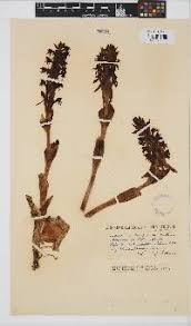 Image result for Satyrium buchananii