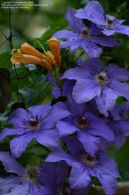She has grown well with morning and midday sun and plenty of water in 4 months in my flower garden. Flowered Clematis Clematis Picture Ramona Large Full Size Late Offull Size Picture Of Late Large Flowered Clem Clematis Clematis Plants Garden Vines