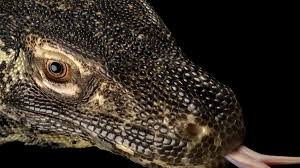 221,932,000 people live in indonesia. Komodo Dragon Facts And Photos