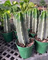 Image result for Cereus jamacaru