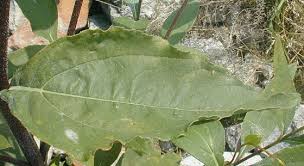 Jerusalem artichoke (helianthus tuberosus l.) is familiar to many as a weed, but has some potential as a crop plant. Jerusalem Artichoke Helianthus Tuberosus