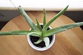 We did not find results for: Root Rot Aloe Ready To Diy