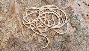 Can Humans Get Worms From Dogs How To Avoid And Treat If You Did