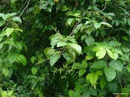 Image result for Allophylus