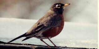 Maybe you would like to learn more about one of these? Why The Rockin Robin Is Michigan S State Bird