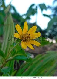 Image result for Aspilia helianthoides