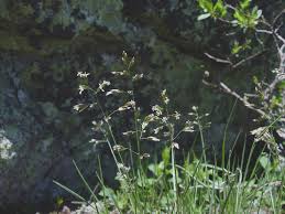 Image result for Anthoxanthum