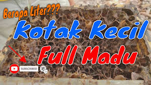 Madu kelulut boleh diminum terus daripada sarang kelulut dengan menggunakan straw. Panen Madu Kelulut Itama Di Sarang Kotak Kecil Hasilnya Mengejutkan Ternak Kelulut Youtube