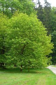 Image result for Uvaria acuminata