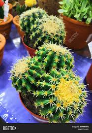 Eggplant (us, australia, new zealand, anglophone canada), aubergine (uk, ireland, quebec, and most of mainland western europe) or brinjal (south asia, singapore, malaysia, south africa). Few Balls Cactus Image Photo Free Trial Bigstock