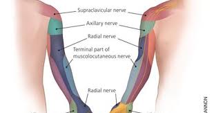 Ever Wake Up To A Numb Dead Arm Here S What S Happening Nerve Entrapment Peripheral Nerve Hand Therapy