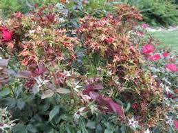 Maybe you would like to learn more about one of these? Weekend Gardener Are Knock Out Roses On The Ropes Williamson Source