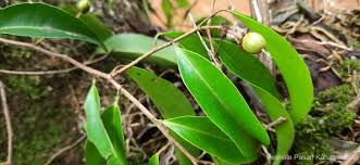 Image result for Scolopia