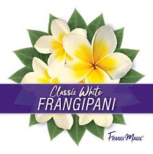 Maybe you would like to learn more about one of these? Frangi Magic Nursery Information