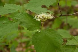 Image result for Caprifoliaceae