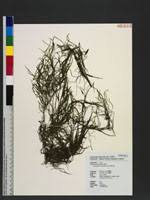 Image result for Potamogeton octandrus