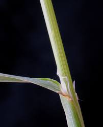 Image result for Bromus catharticus