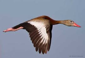 Learn to identify waterfowl species using sight, flight patterns, the habitat you're hunting, and time of year. Black Bellied Whistling Duck Types Of Ducks Geese