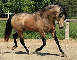 Jack buckskin is on a mission to renew kaurna, a language once almost extinct, and through that and dance Buckskin Dapples Cavalos Bonitos Cavalos Mangalarga Marchador Cavalos Mangalarga