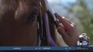 Prosecutors may file to move accused horse-stabbing teen into adult system: sources