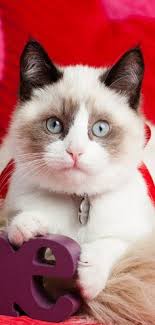 Interesting Beautiful Cat I Would Want To Have Such A Cute Cat Katzenbilder Cats Cuteanimals Catsandkittens Katzen Tiere Cutecats Animals