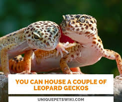 Genjer grows abundantly in java and is known as a food that peasants can rely on in times of hardship. How Many Leopard Geckos Can Live Together Male Female