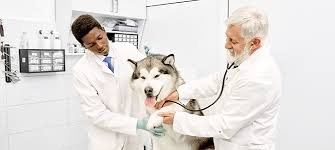 Careers as zoological veterinary technicians offer great starting salaries and show much promise for the future. How Much Do Vet Techs Make Anyway Ashworth College