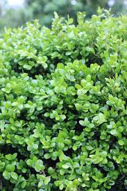 Image result for Buxus