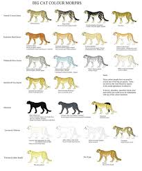 Big Cat Color Morphs Cat Colors Cat Tail Meaning Wild Cats