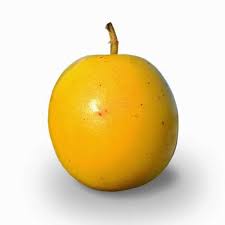 Image result for Ximenia