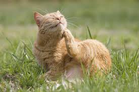 Cats can get fleas fleas at kennels, groomers, or outside. Advantage Flea Medication Allergy In Cats Symptoms Causes Diagnosis Treatment Recovery Management Cost