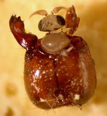 If an insect does crawl into your nose or ear, the worst thing that can happen is an infection (rarely, it can spread from the sinuses to the brain). Absurd Creature Of The Week This Fly Hijacks An Ant S Brain Then Pops Its Head Off Wired