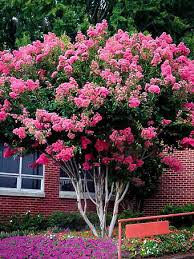 Black diamond red hot crapemyrtle (lagerstroemia 'ebony embers') at stauffers of kissel hill. Blush Black Diamond Crape Myrtle For Sale Online The Tree Center
