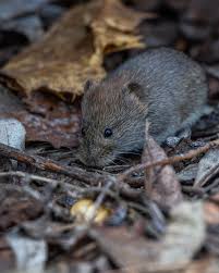 Image result for Glinus hirtus