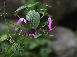 Image result for Justicia scandens