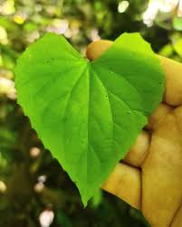 Image result for Zehneria