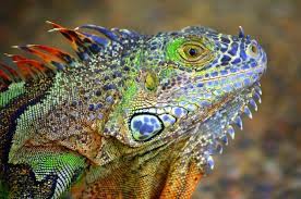 Colorful Lizard Images Google Search Colorful Lizards Amphibians Animals