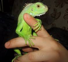 Some adults can take on an orange or. Is A Green Iguana A Good Pet Pros And Cons Of Pet Iguanas Care Guides For Pet Lizards