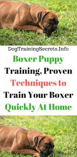 In this video fightcamp trainer coach pj breaks down boxing drills so. Pin On Boxer Dogs