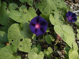 For forty days, or even more. Common Morning Glory Ipomoea Purpurea