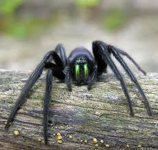 Although these small house spiders are classed as a type of brown spider, the darker species may resemble black the white spiders can turn bright yellow if they are on yellow flowers. Segestria Florentina Wikipedia