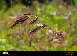 Image result for Echinochloa pyramidalis