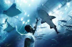 I tired to capture this but i think i might have failed abit. Hd Wallpaper Man Reaching For Shark Man Looking Up Rays Underwater Zoo Aquarium Wallpaper Flare