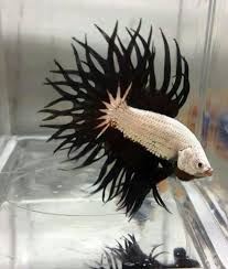 Black And White Betta Fish For Sale Black And White Betta Fish Animals Pinterest Betta Fish Betta Cool Fish