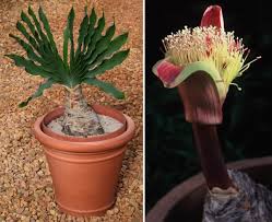 Image result for Boophone