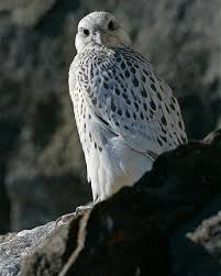 اماكن تواجد طائر سنقر Pet Birds Raptors Bird Birds Of Prey
