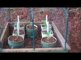 You can plant them around the perimeter of your garden, but this method may not always be effective if the animals are hungry enough. Protecting Your Garden From Animals Youtube